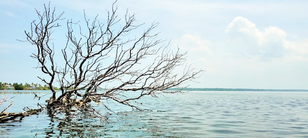 a dead tree in the middle of a body of water