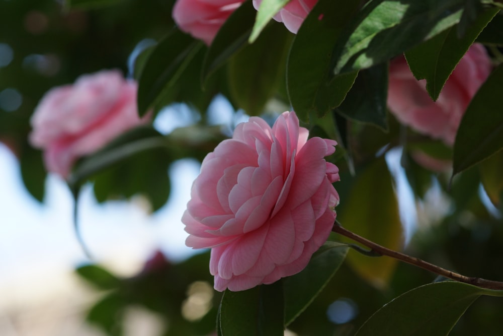 a close up of a pink flower on a tree