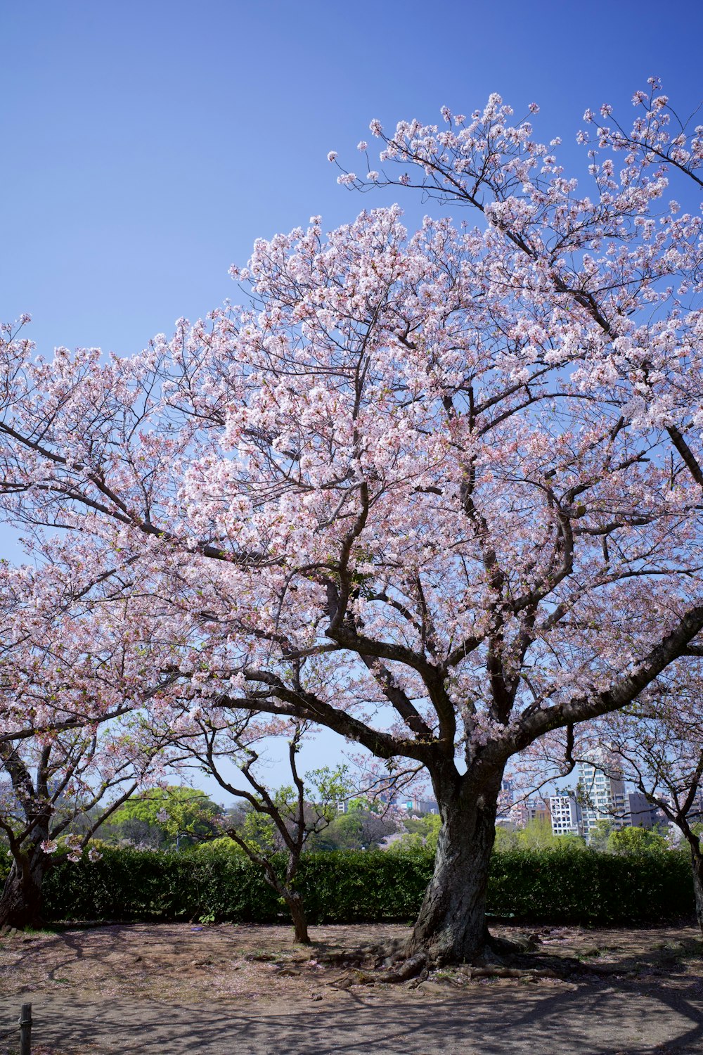 a tree with pink flowers in a park