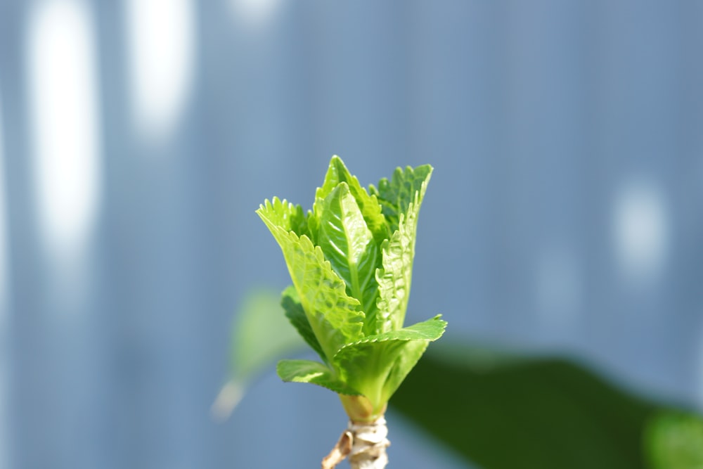 a plant with green leaves and roots in front of a blue wall