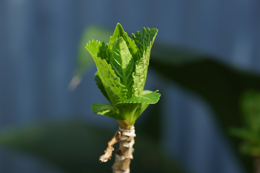 a close up of a plant with green leaves