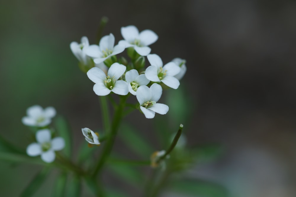 a close up of some white flowers on a plant