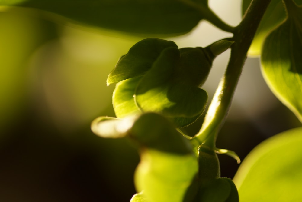 a close up of a green plant with leaves