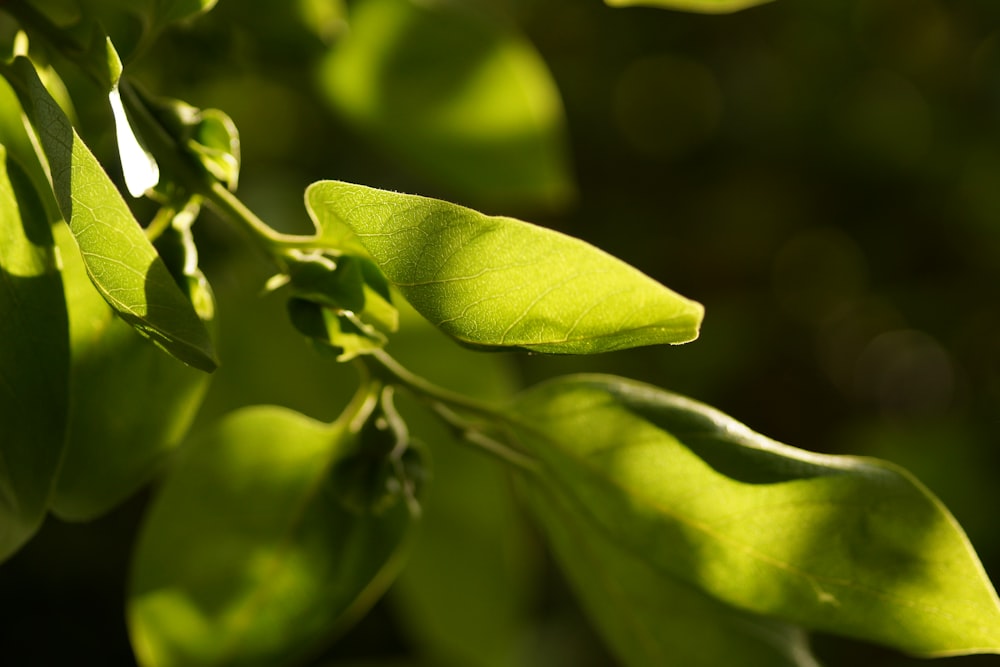 a close up of a green leaf on a tree