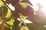 Natural light filtering through leaves, casting soft shadows on a wooden table.