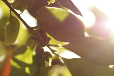 Natural light filtering through leaves, casting soft shadows on a wooden table.