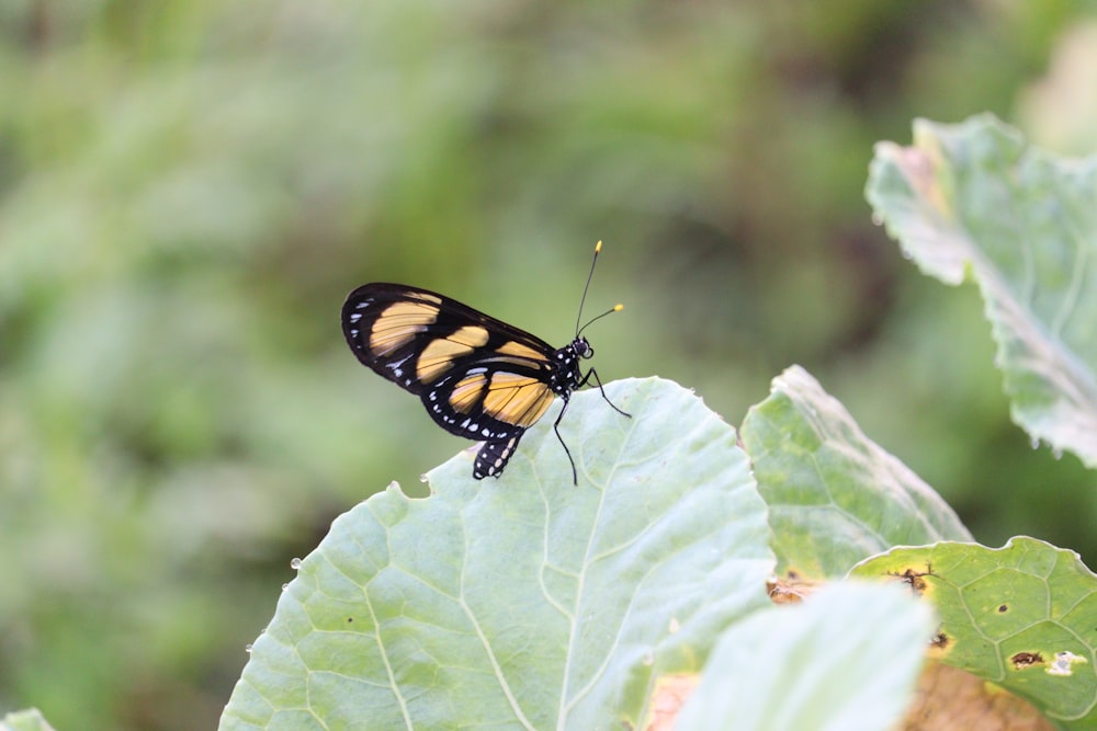 ein gelb-schwarzer Schmetterling, der auf einem grünen Blatt sitzt