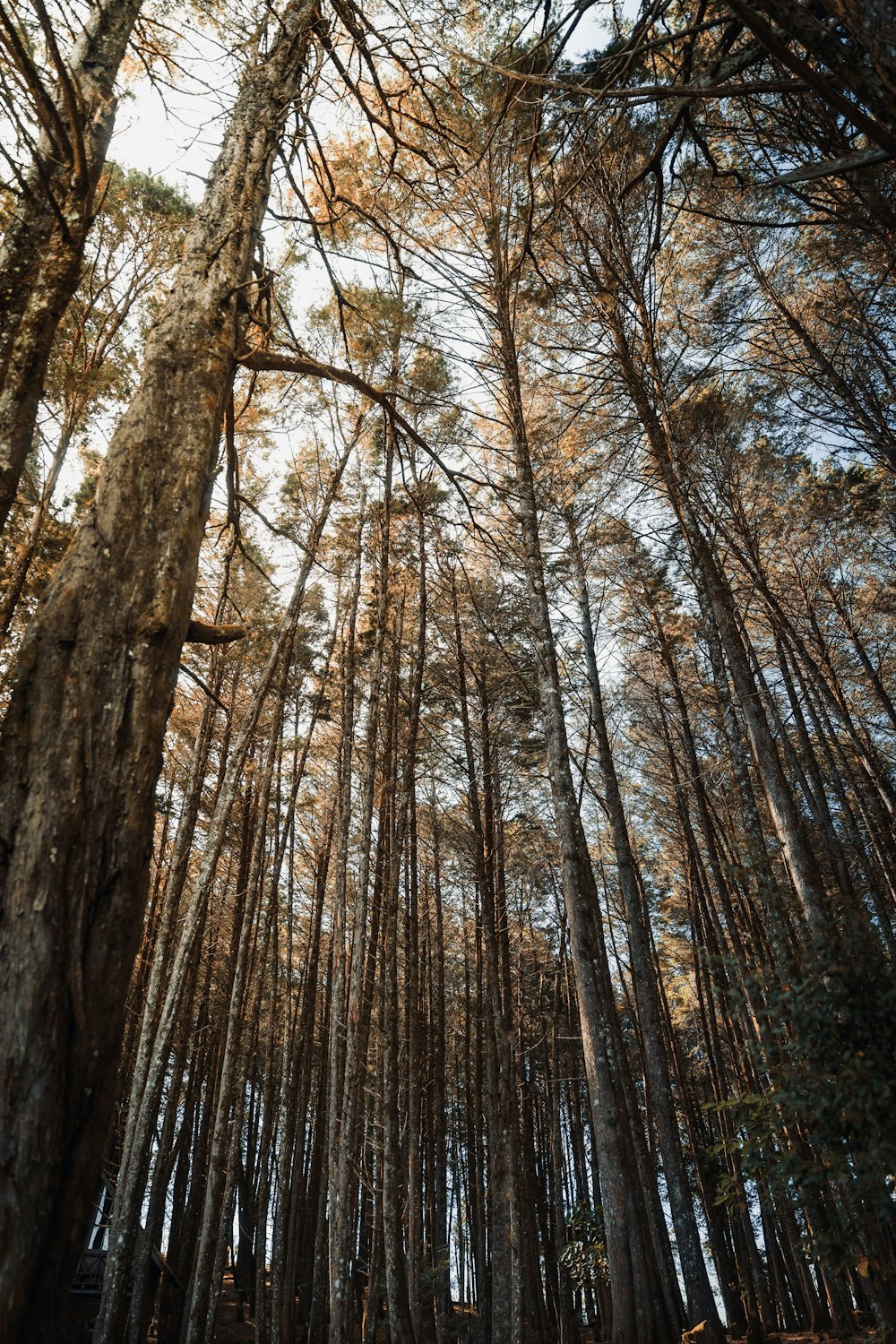 a forest filled with lots of tall trees