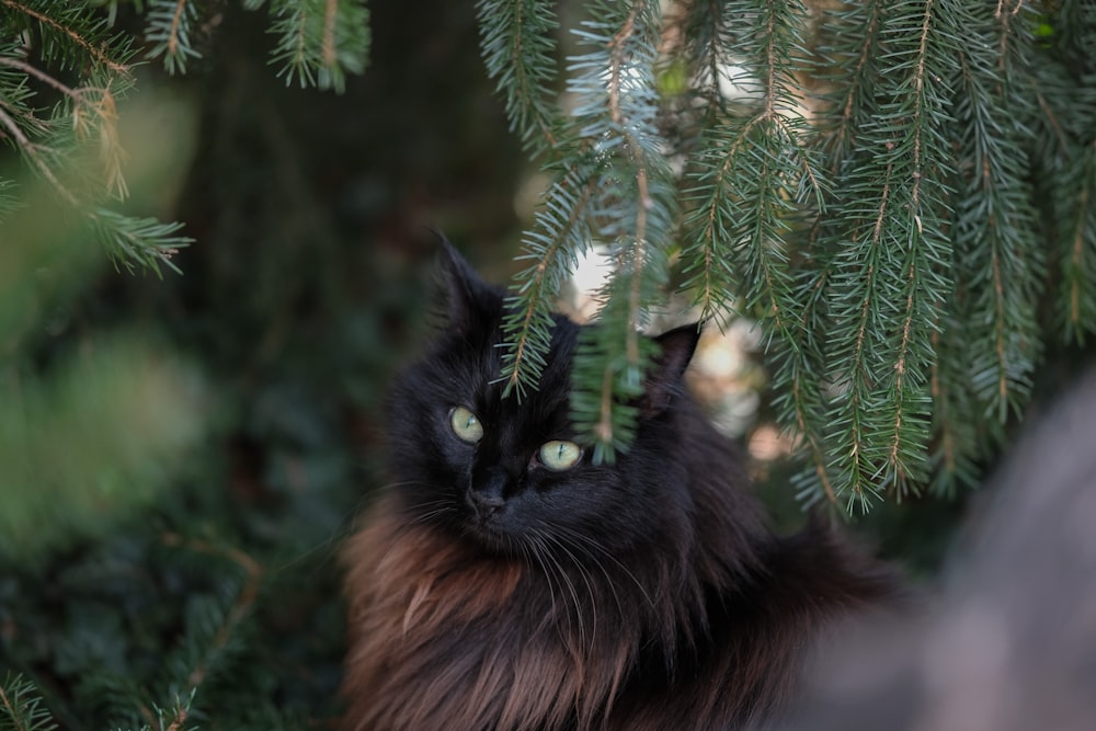 a black cat with green eyes sitting in a pine tree
