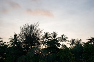 A serene Florida landscape at dusk with soft pastel skies and silhouetted palm trees.