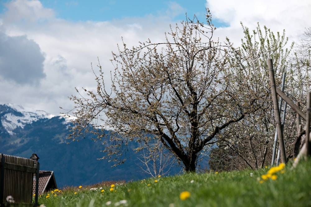 a tree in a field with mountains in the background