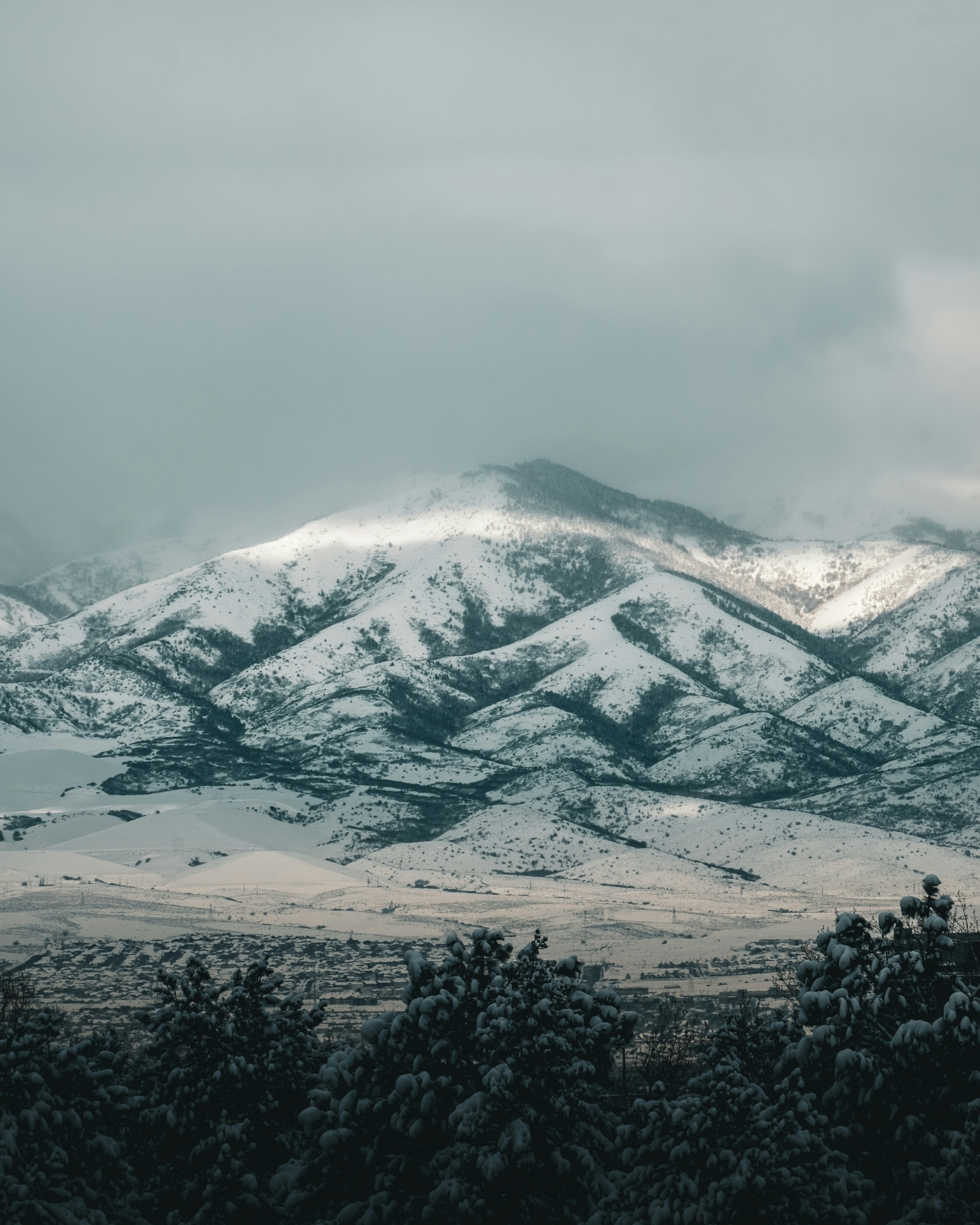 una cordillera cubierta de nieve con árboles en primer plano