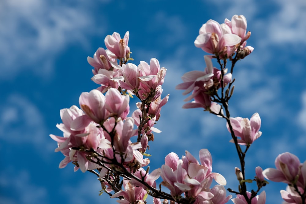 a tree with pink flowers in the foreground and a blue sky in the background