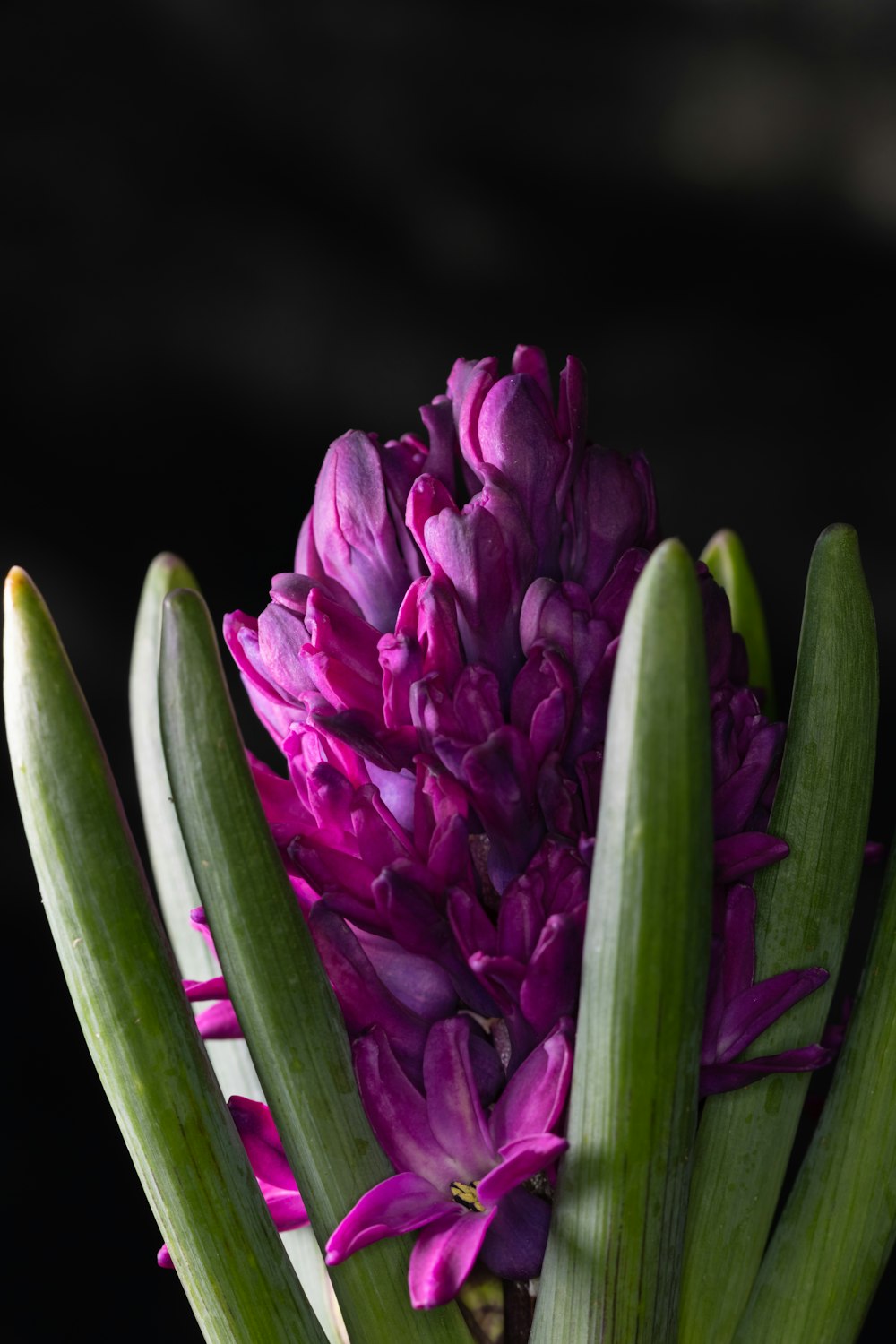 a close up of a purple flower with green stems