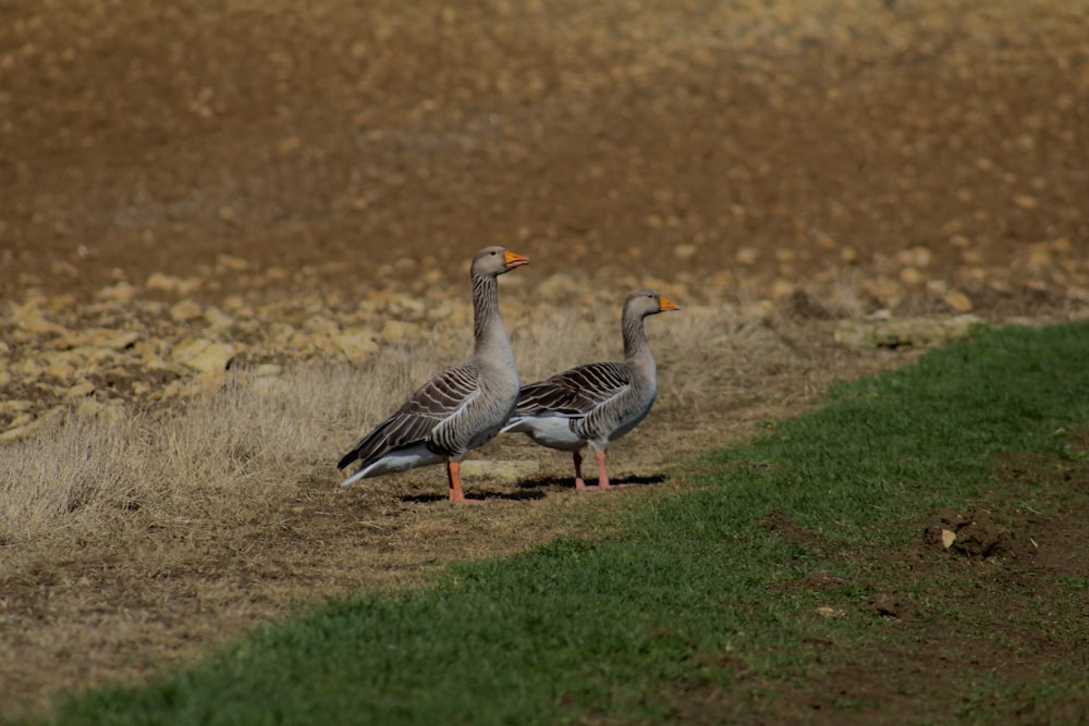 a couple of birds standing on top of a grass covered field