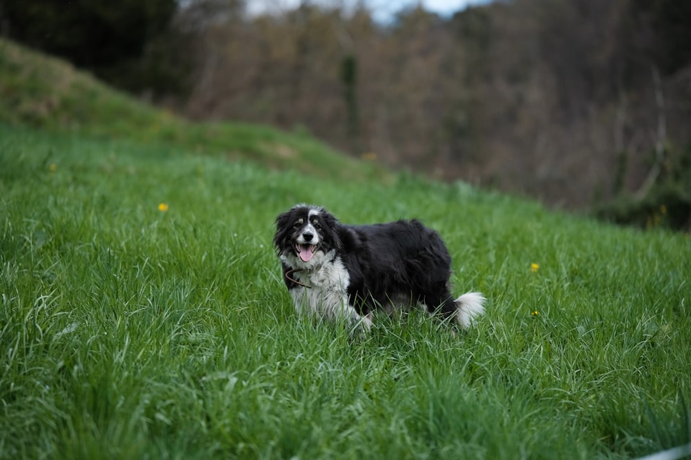 a black and white dog is standing in the grass