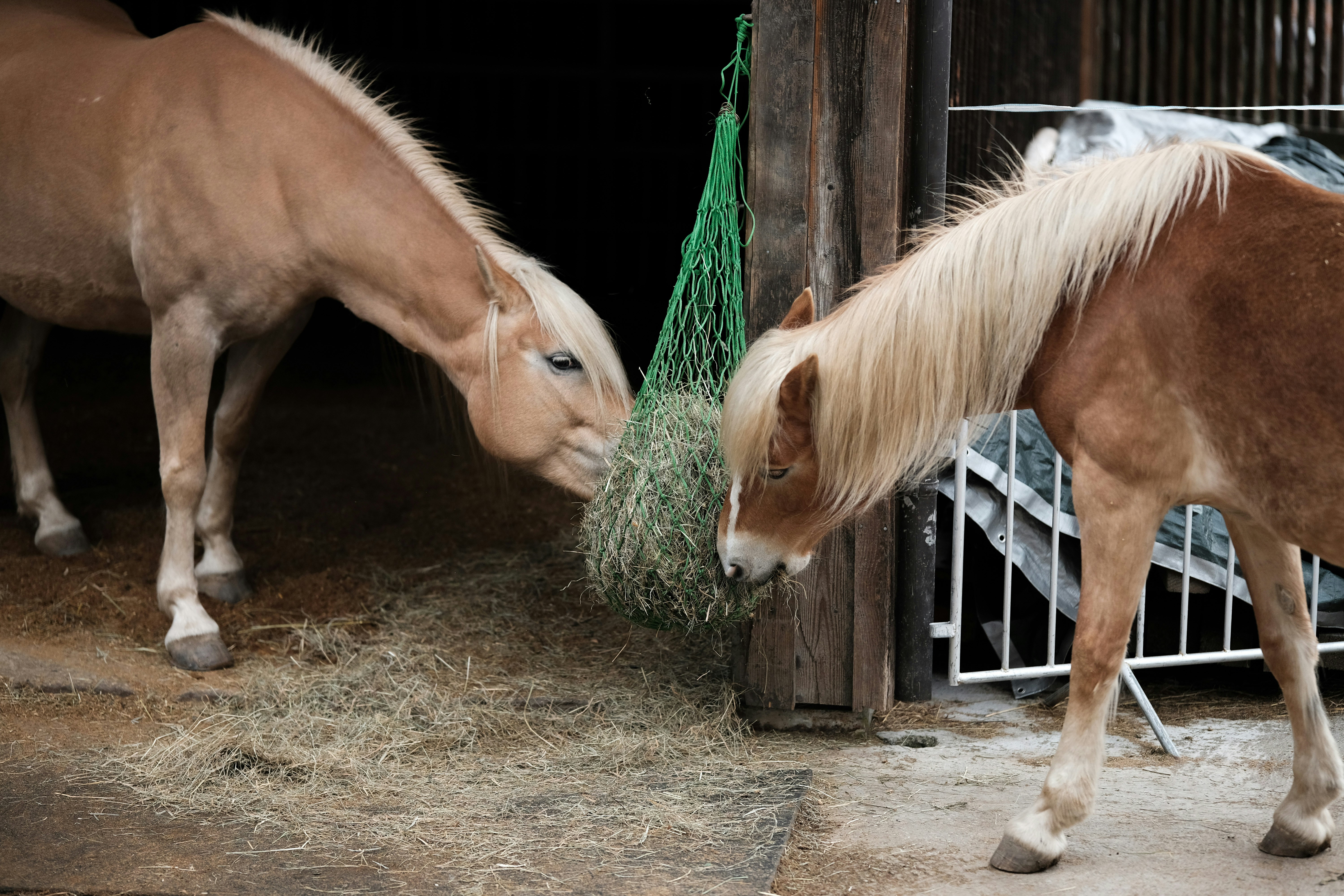 Photo by zband_bahmut