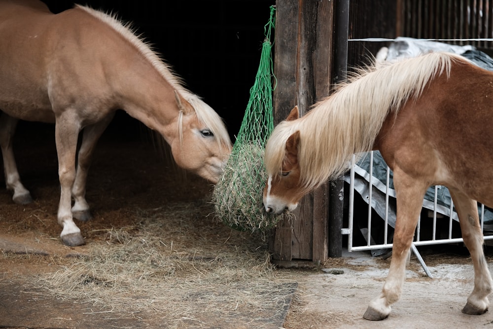 a couple of horses that are eating some hay