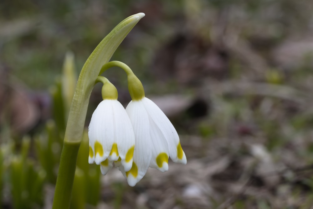 a close up of two white flowers in a field