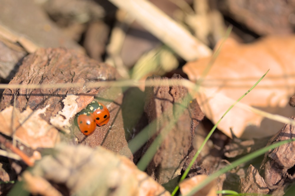 a lady bug crawling on a tree stump