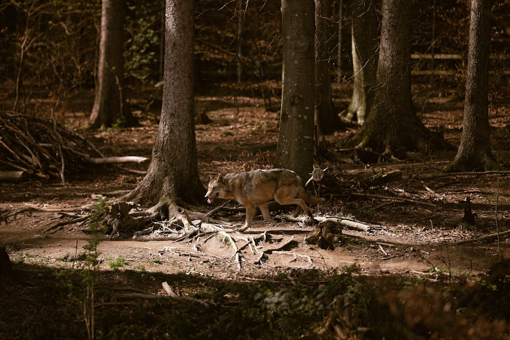 a wolf walking through a forest filled with trees