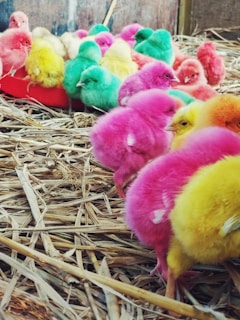 A group of colorful chicks with dyed feathers in shades of pink, green, yellow, and red are gathered on a bed of hay. Some chicks are close to the camera with others in the background near a red feeder, against a rustic-looking wall.