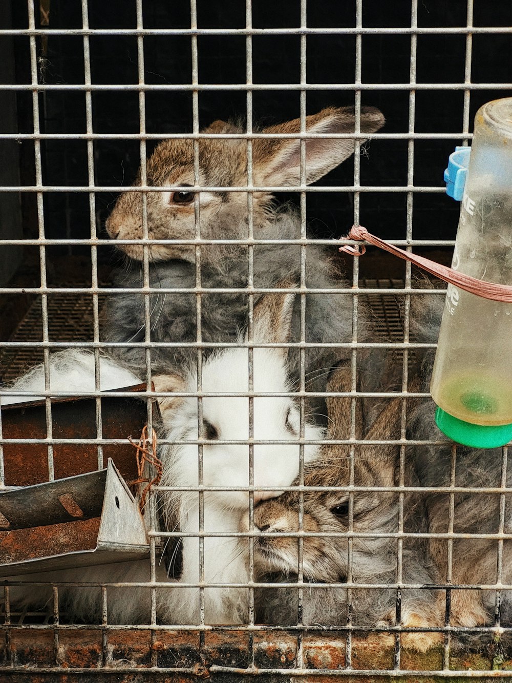 Un conejo en una jaula con una botella de agua