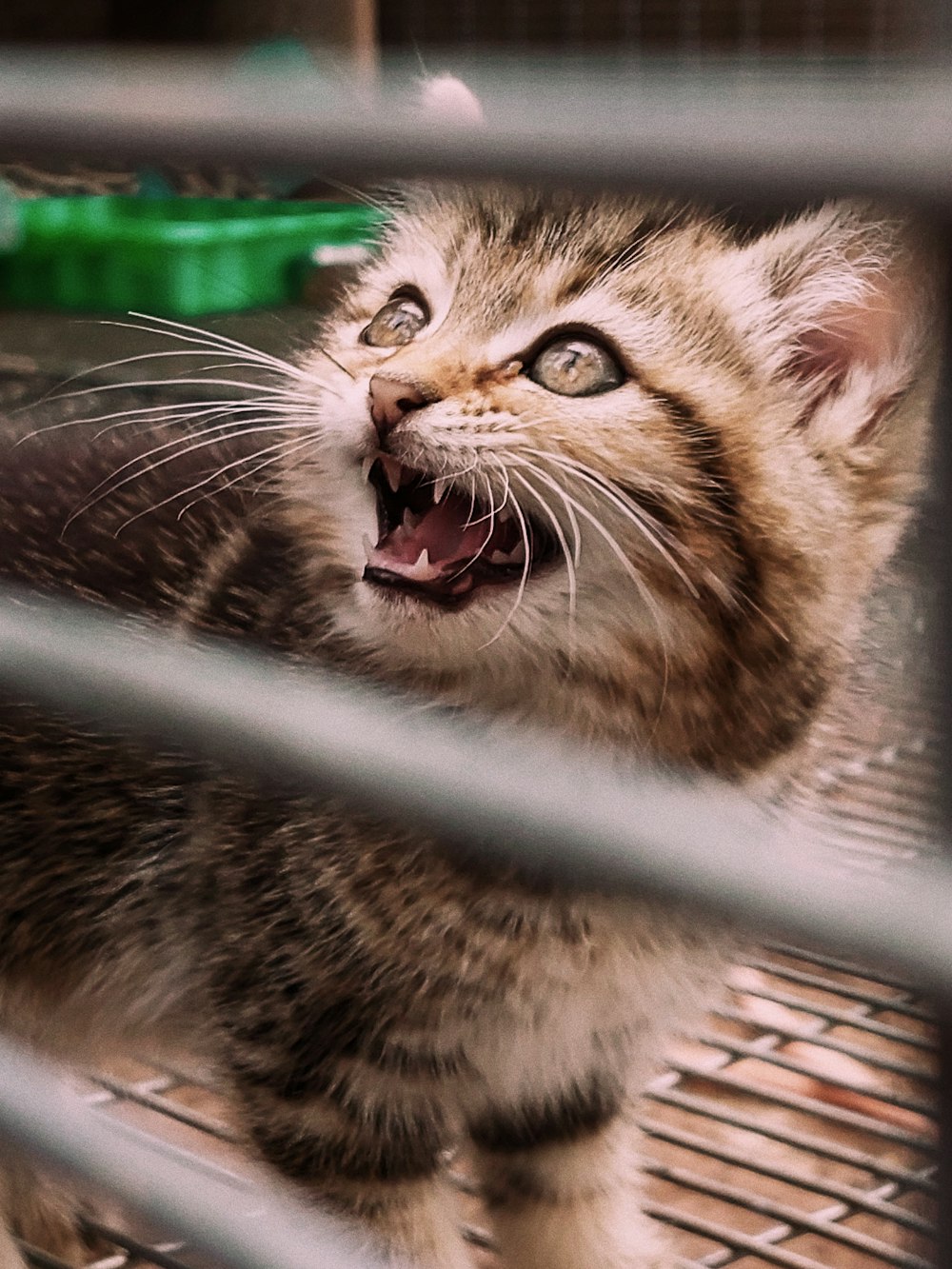 Un gatito pequeño con la boca abierta y la boca abierta