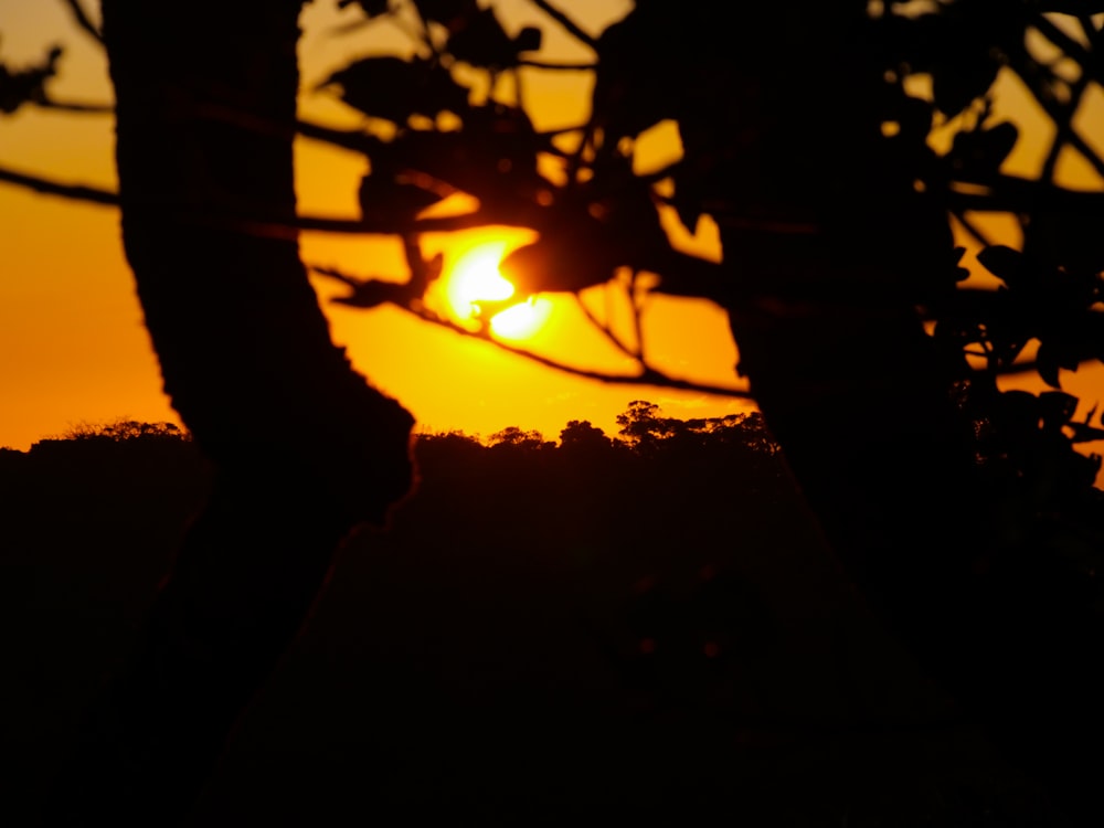 the sun is setting in the distance behind a tree