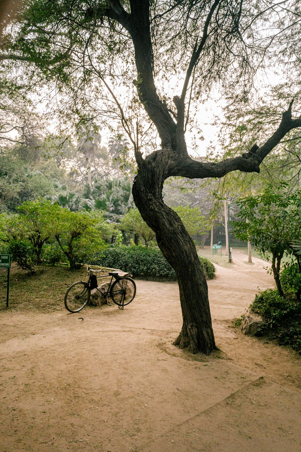 a bike parked next to a tree in a park