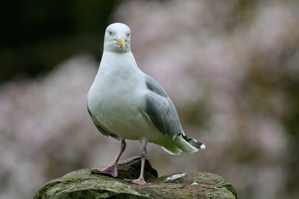 a white and gray bird standing on a rock