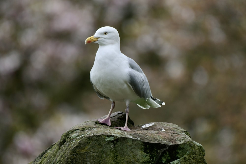 a seagull standing on a rock with a blurry background
