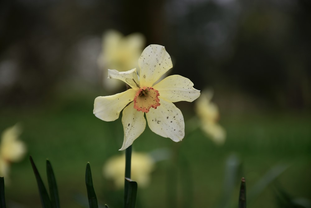 a close up of a yellow flower with drops of water on it