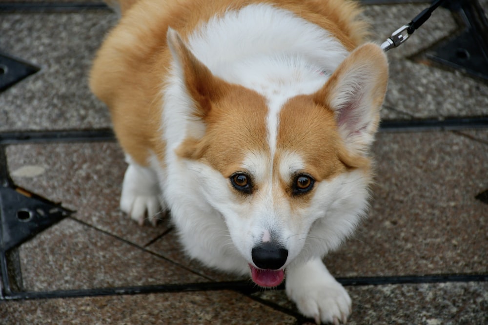 a brown and white dog sitting on top of a tile floor