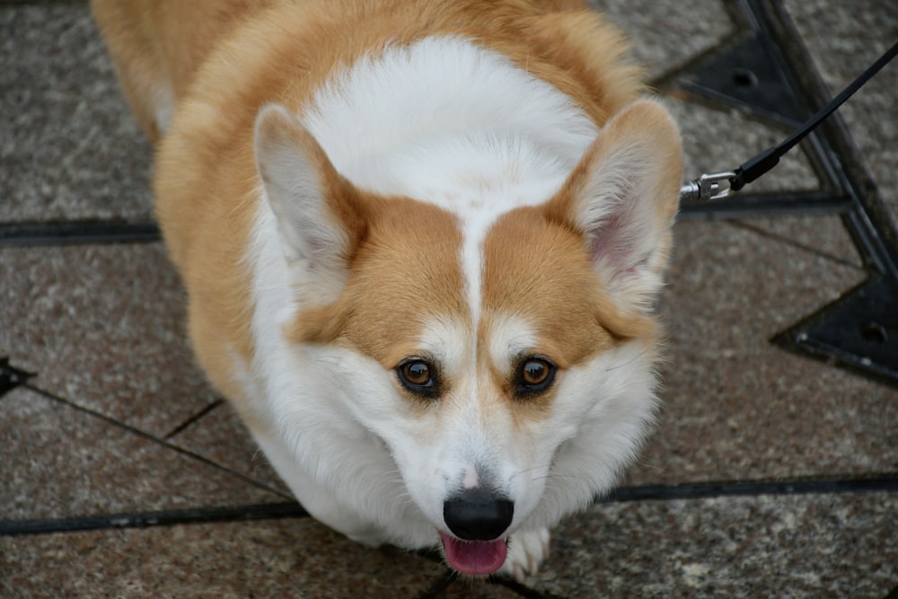 a close up of a dog on a leash