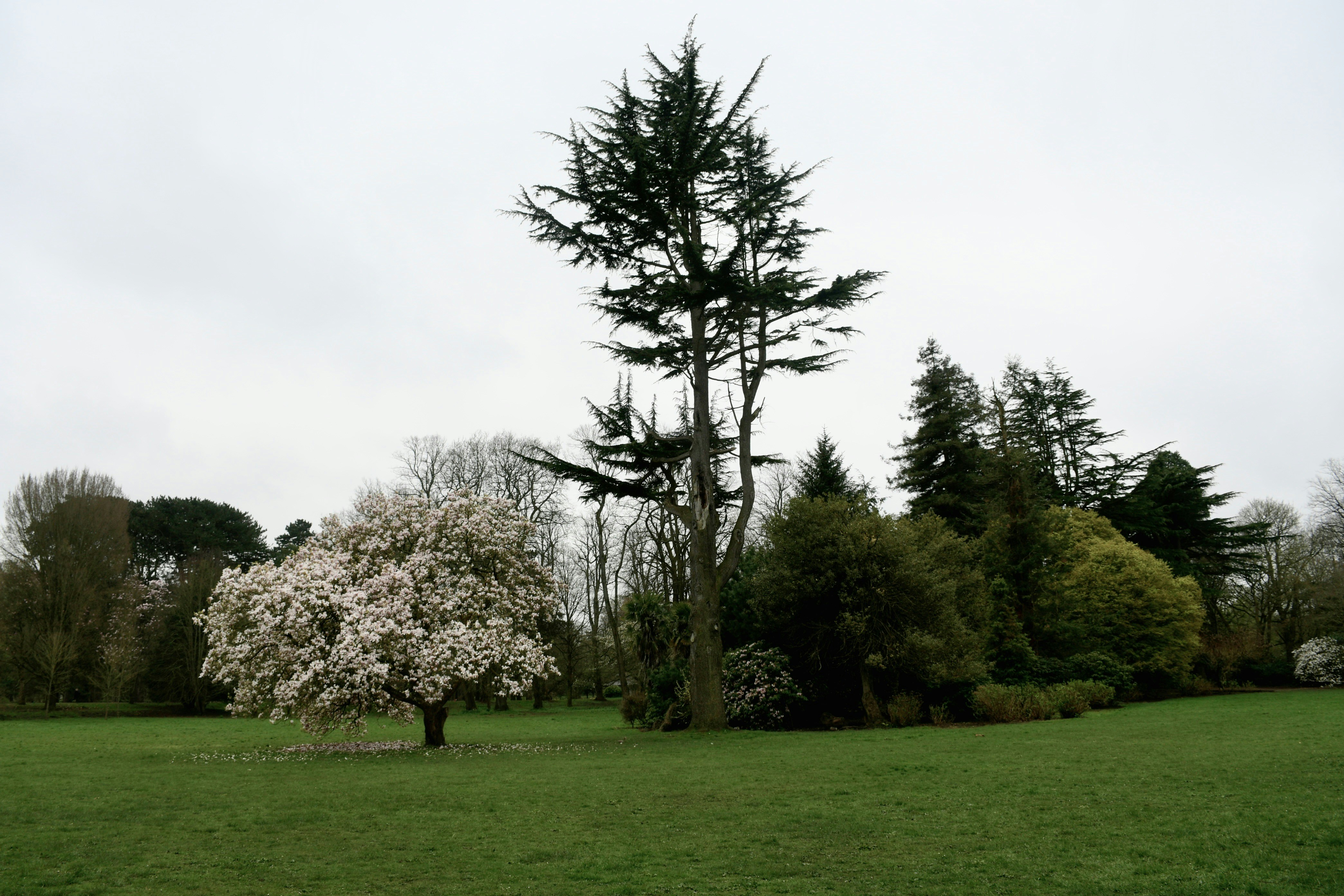 a tree in the middle of a grassy field 풍경 사진