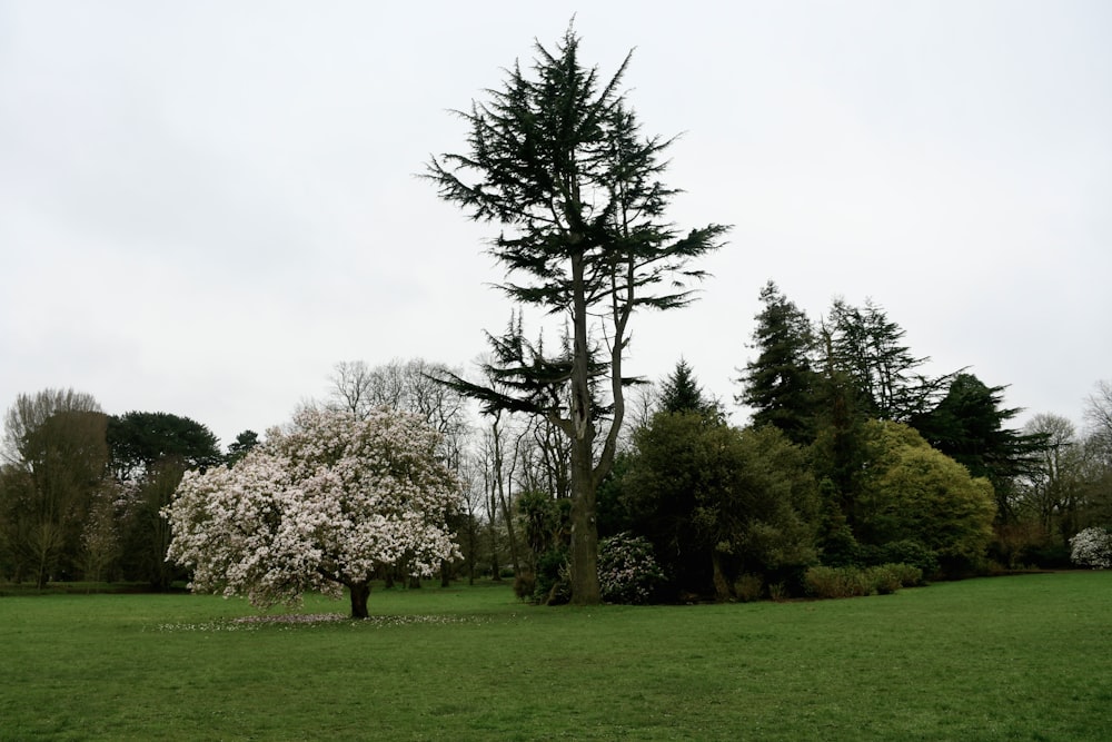 a tree in the middle of a grassy field