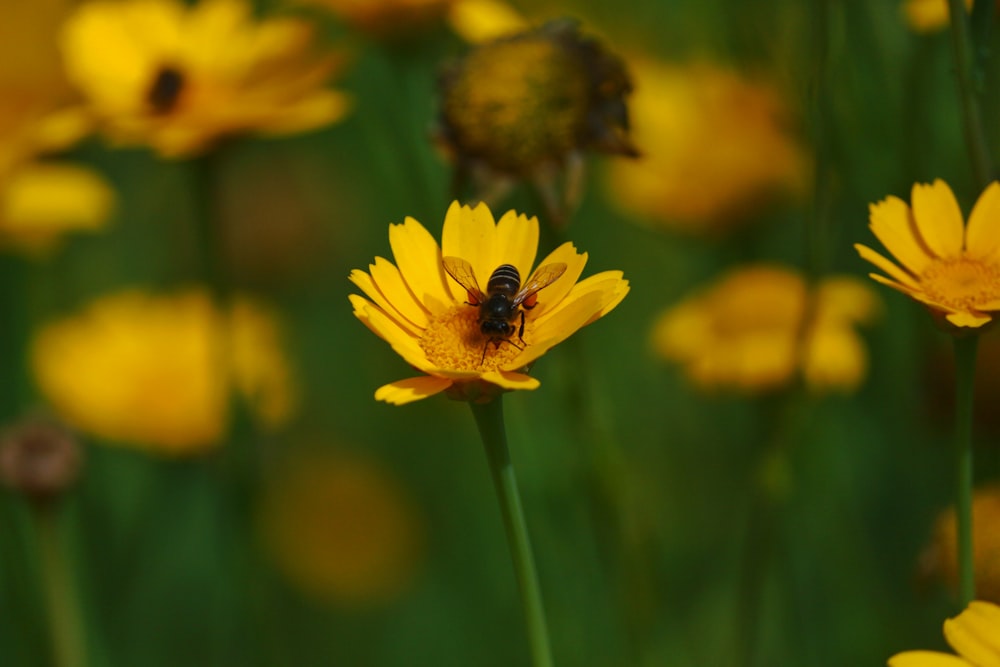 a bee is sitting on a yellow flower