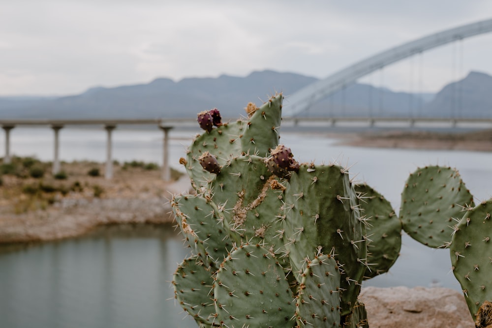 a cactus with a bridge in the background