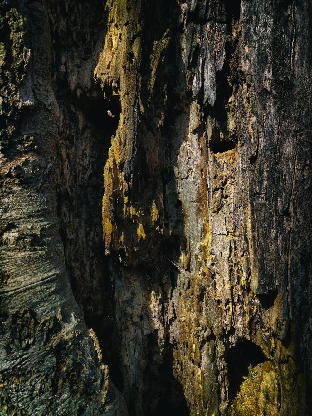 a close up of a tree trunk with moss growing on it