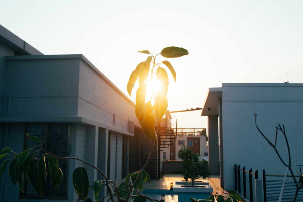 the sun is setting behind a building with a tree in the foreground