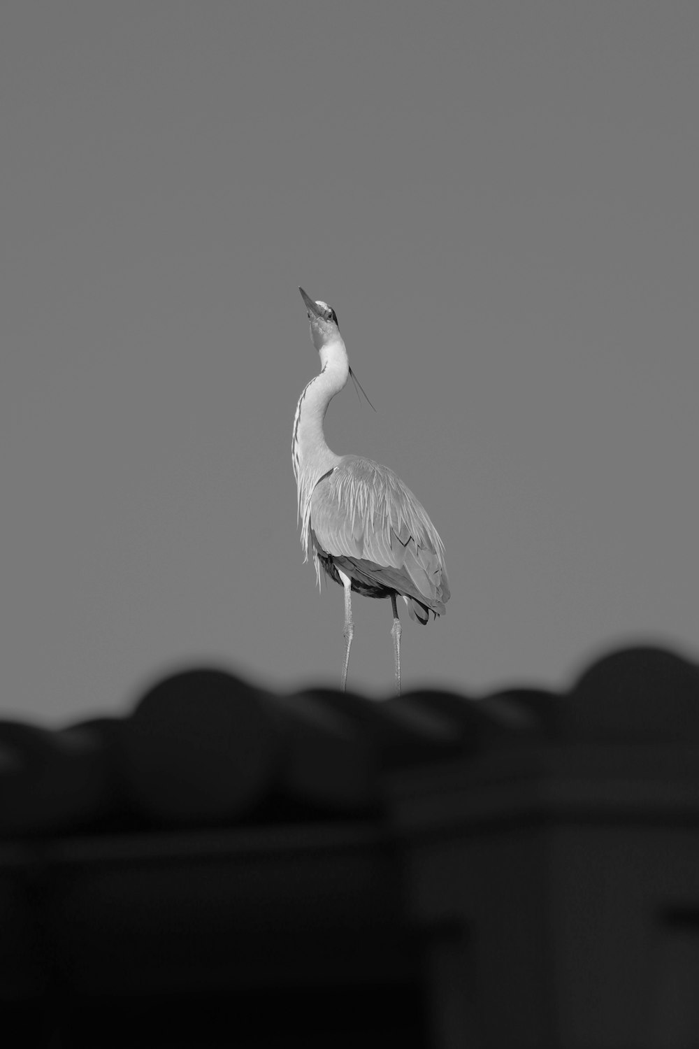 a large bird standing on top of a roof