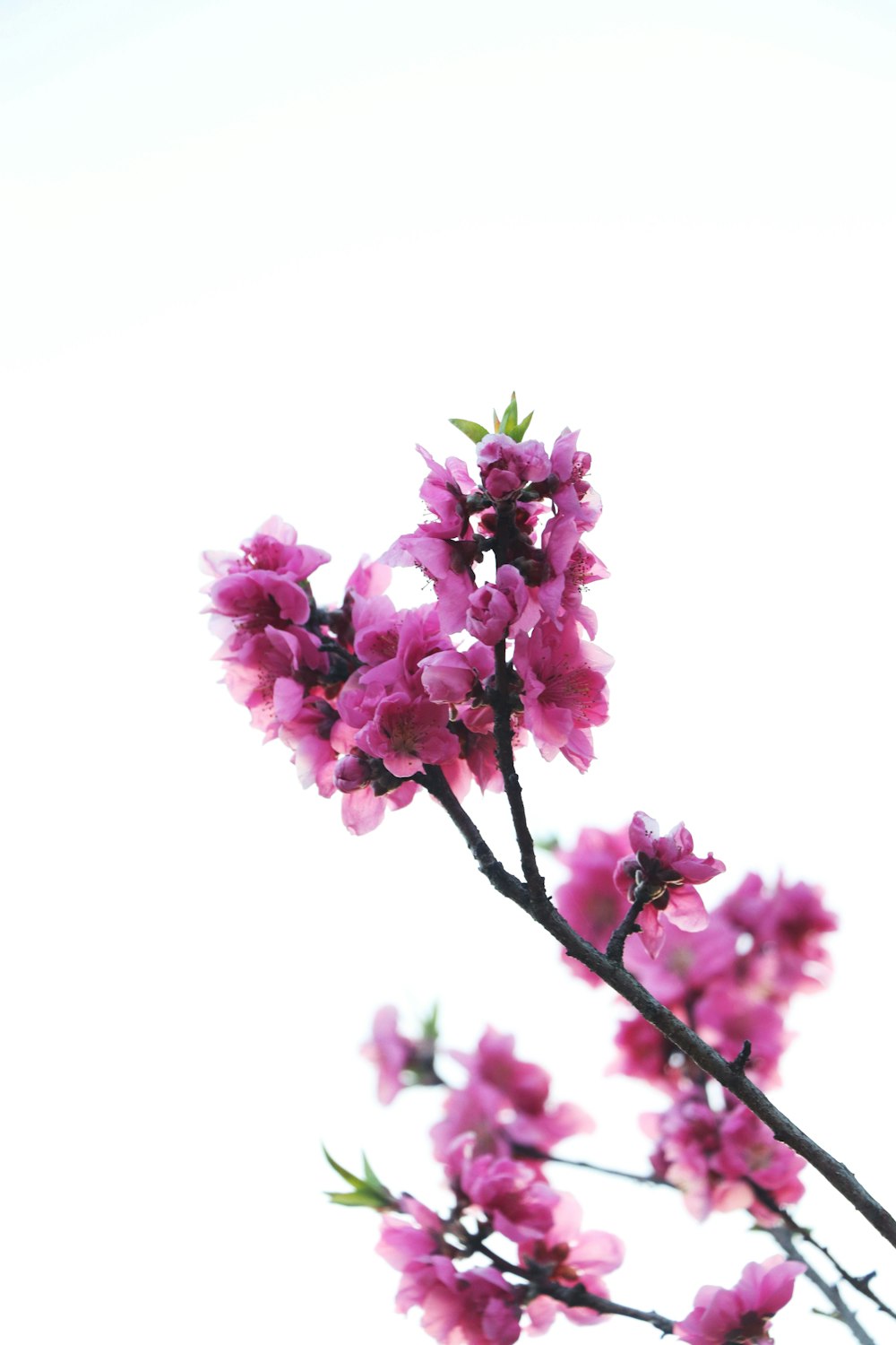 a branch of a tree with pink flowers