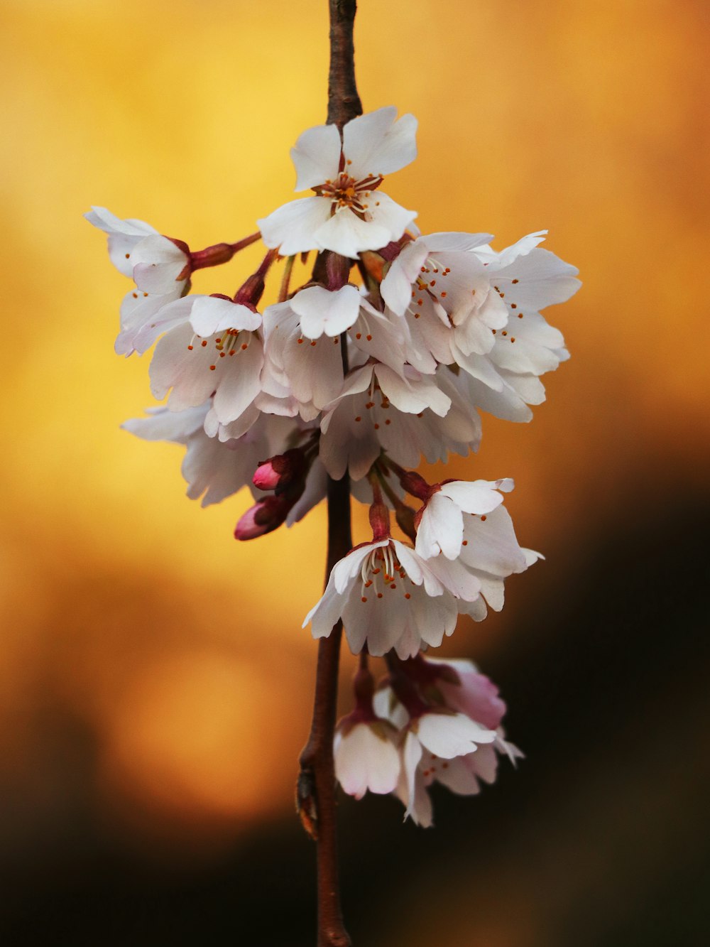 a close up of a flower on a branch
