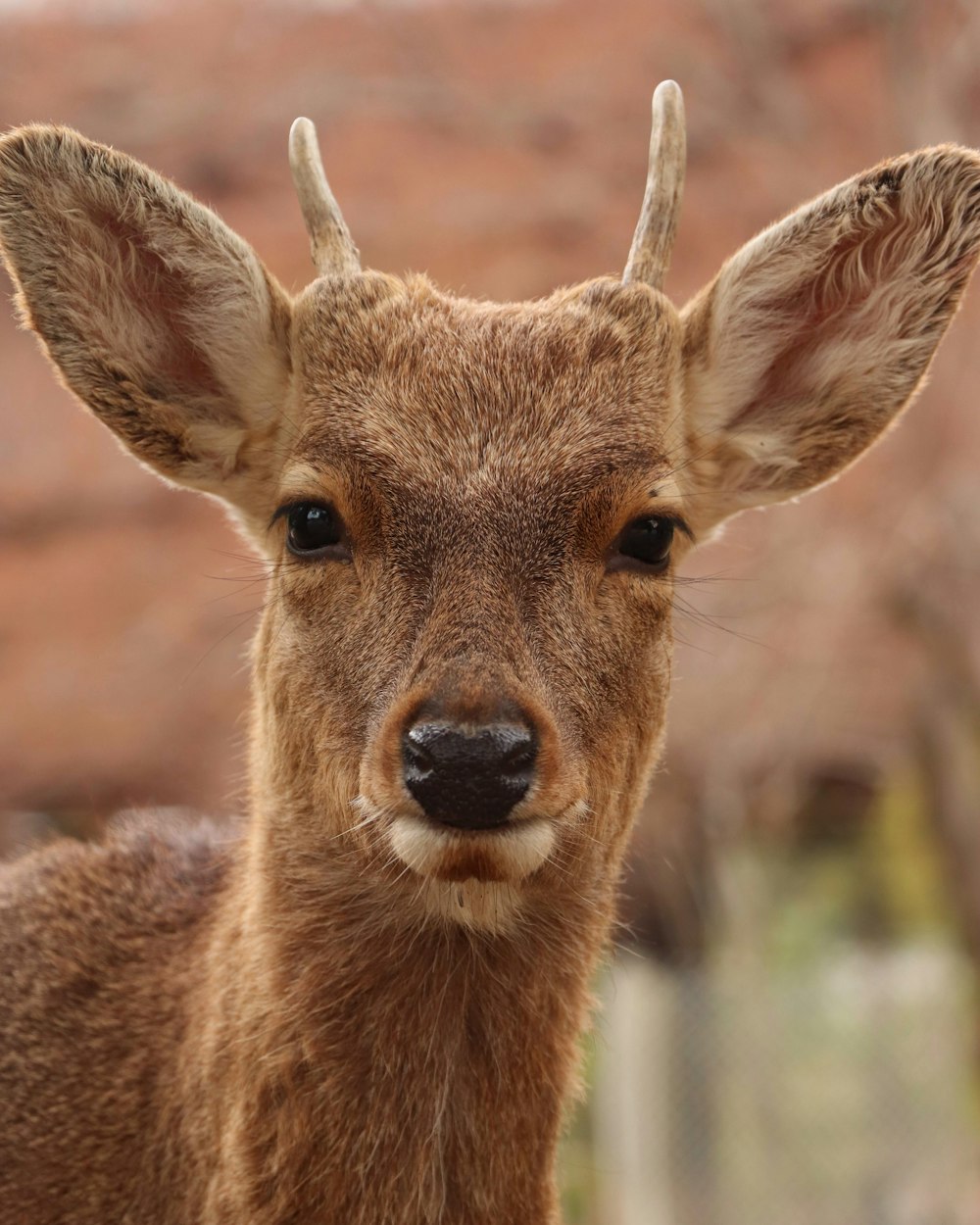 a close up of a deer with a blurry background