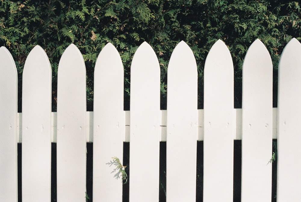 a white picket fence with a green bush behind it