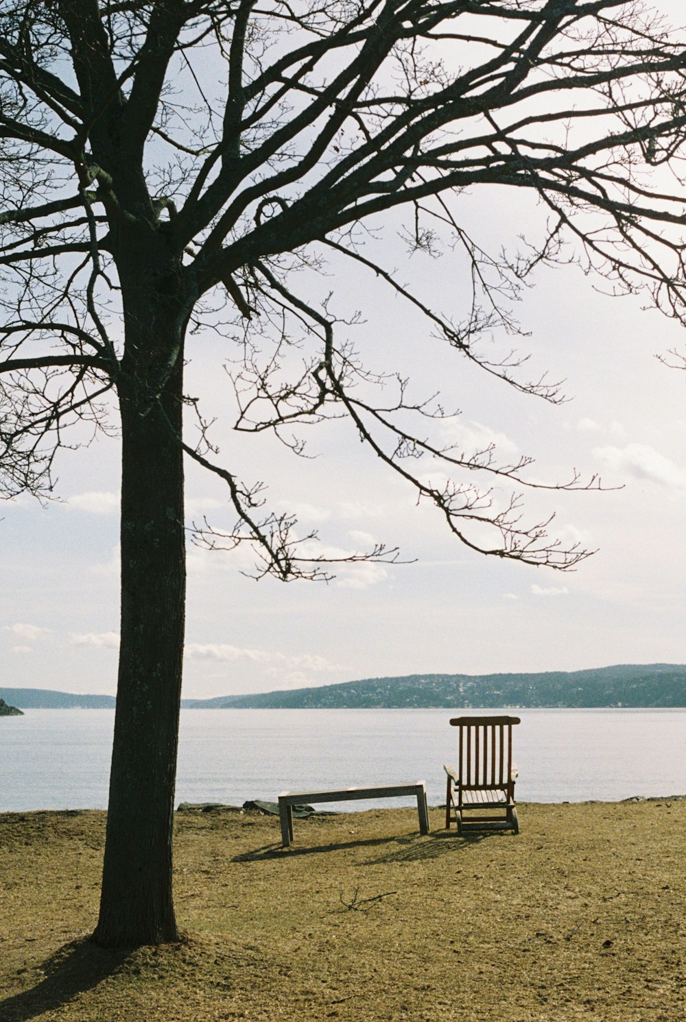 a bench sitting next to a tree near a body of water