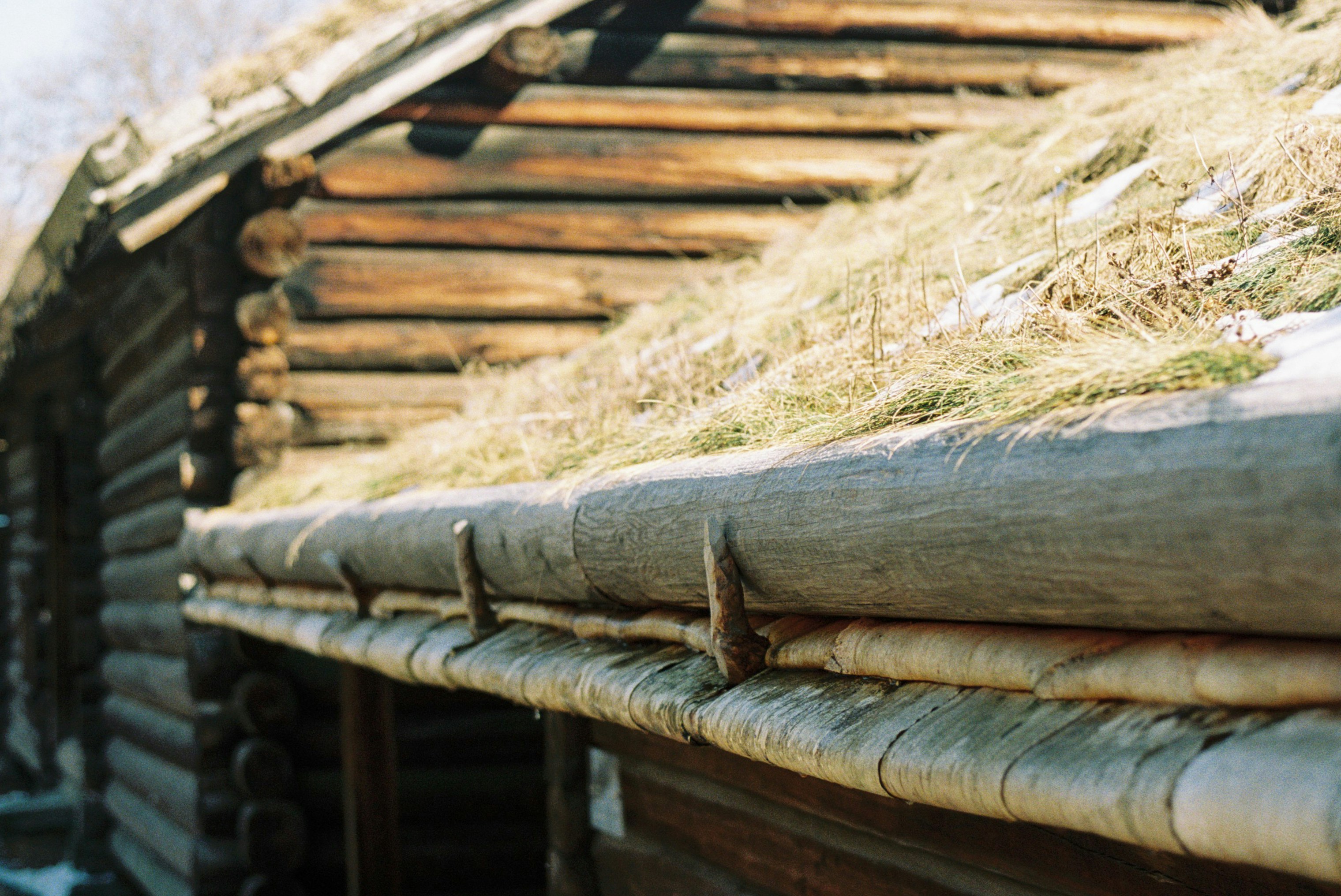 a close up of a roof with grass growing on it