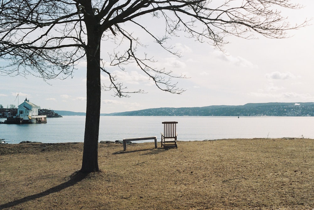 a bench sitting next to a tree near a body of water