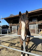 A brown horse with a white stripe on its face stands behind a metal fence in a sunny outdoor stable. The stable has wooden structures and a roof, with several pens visible. Hay is scattered on the ground, and there is a clear blue sky overhead.